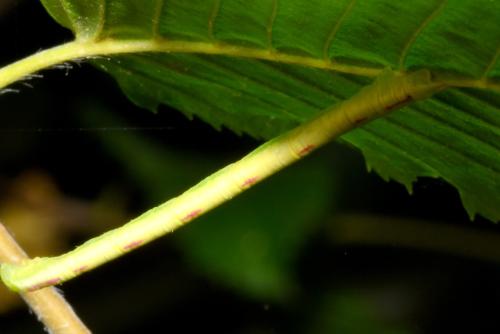 Chloroclysta siterata